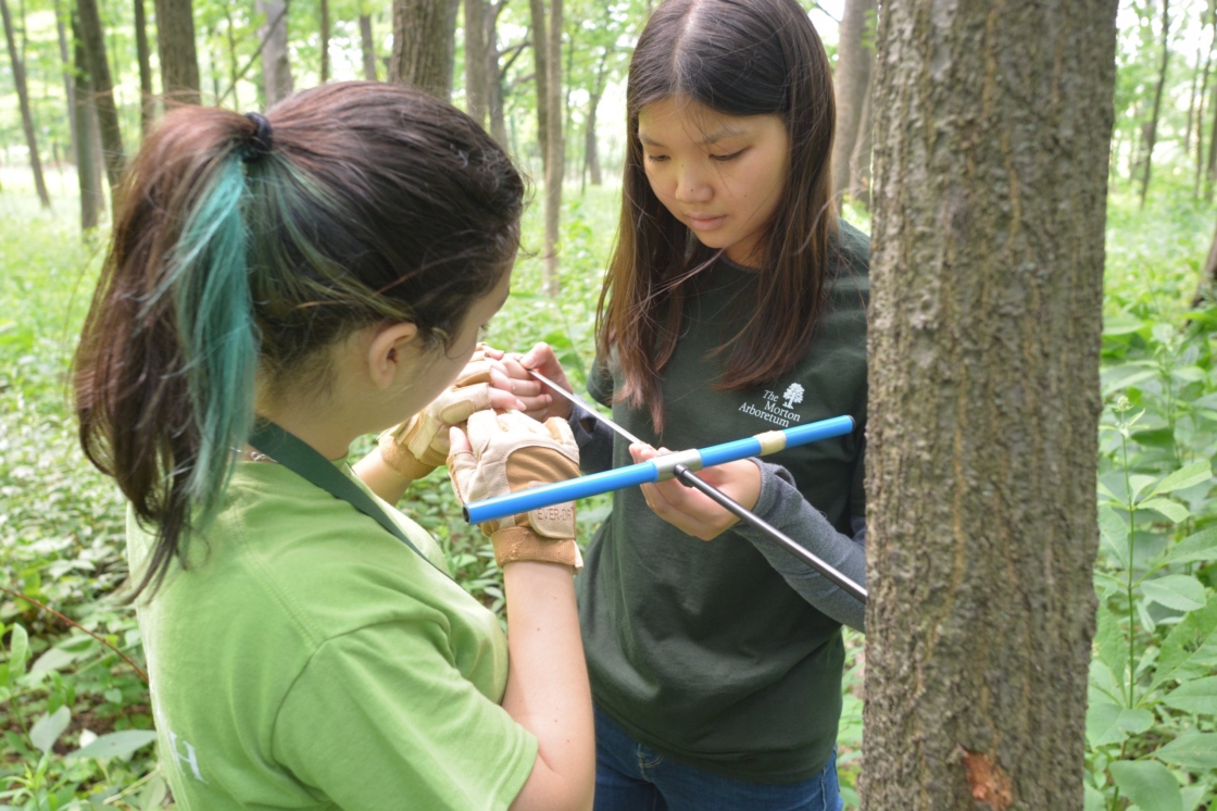 Research fellow preparing to core a tree
