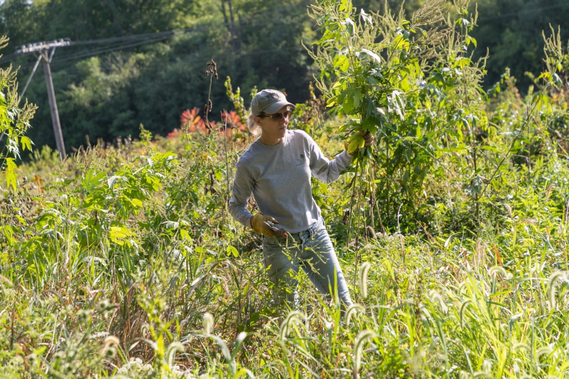 Volunteer removing overgrowth of plants