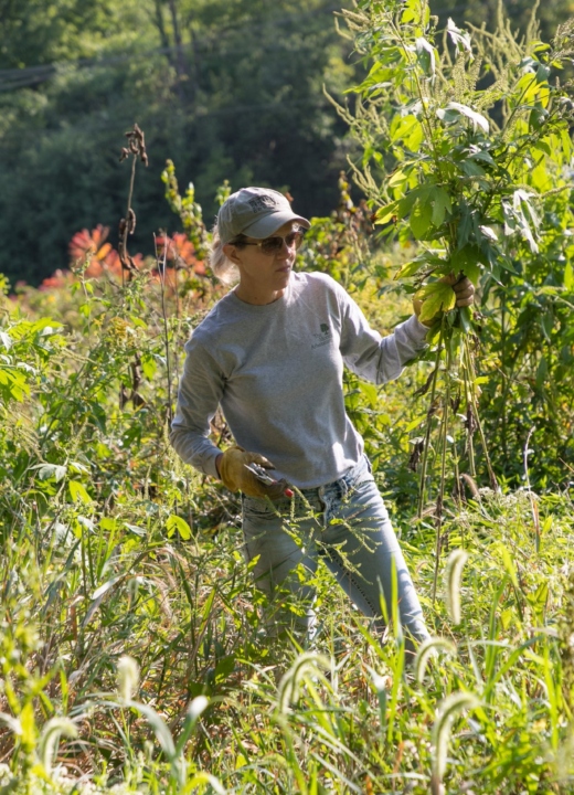 Volunteer removing overgrowth of plants