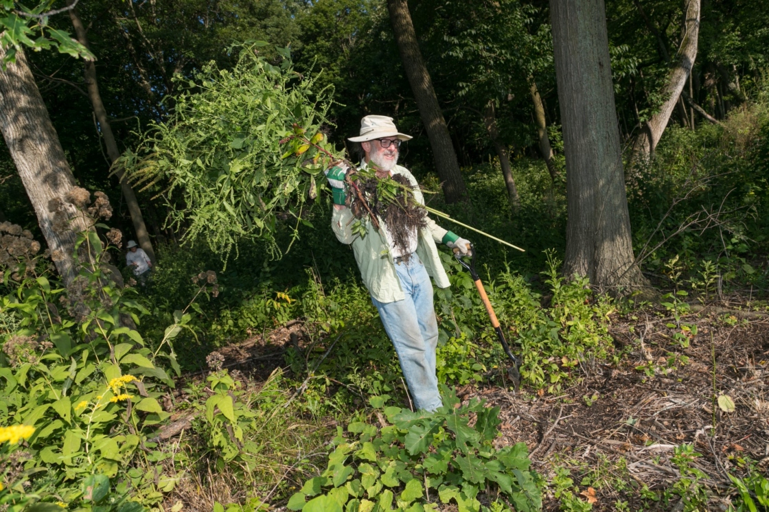 Volunteer removes a pile of invasive plants in the woods