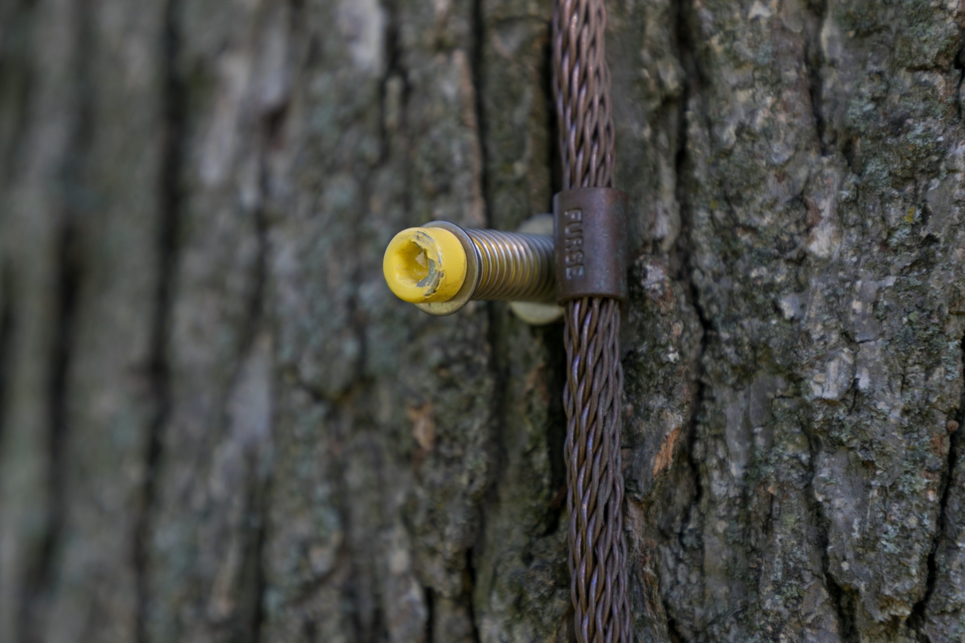 Close up of a lightning cable on a tree