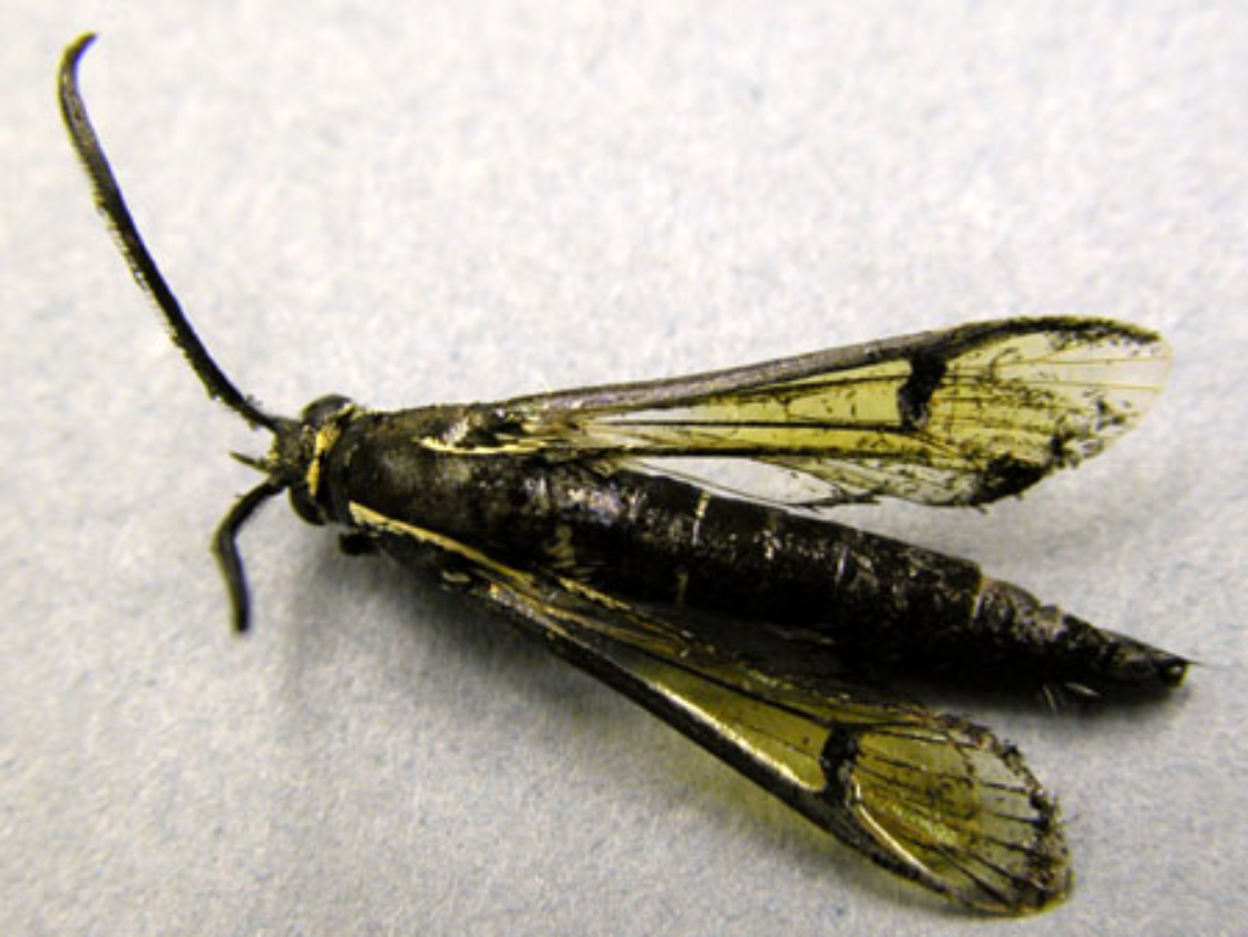 Peachtree borer specimen