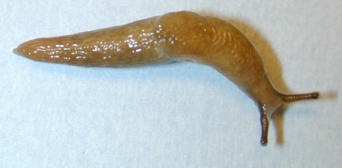 Adult slug on a white background