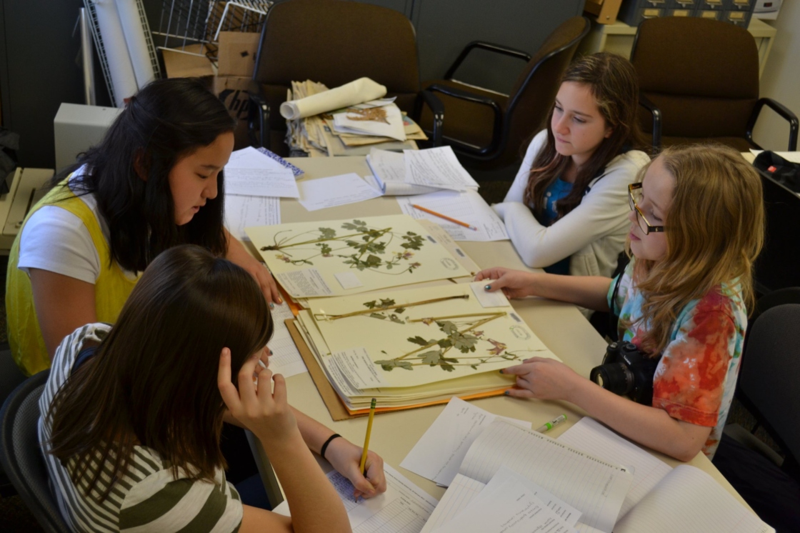 Four students seated at table with herbarium samples