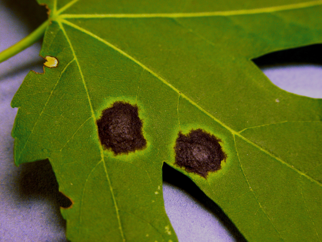 Close up of tar spots on a maple leaf.