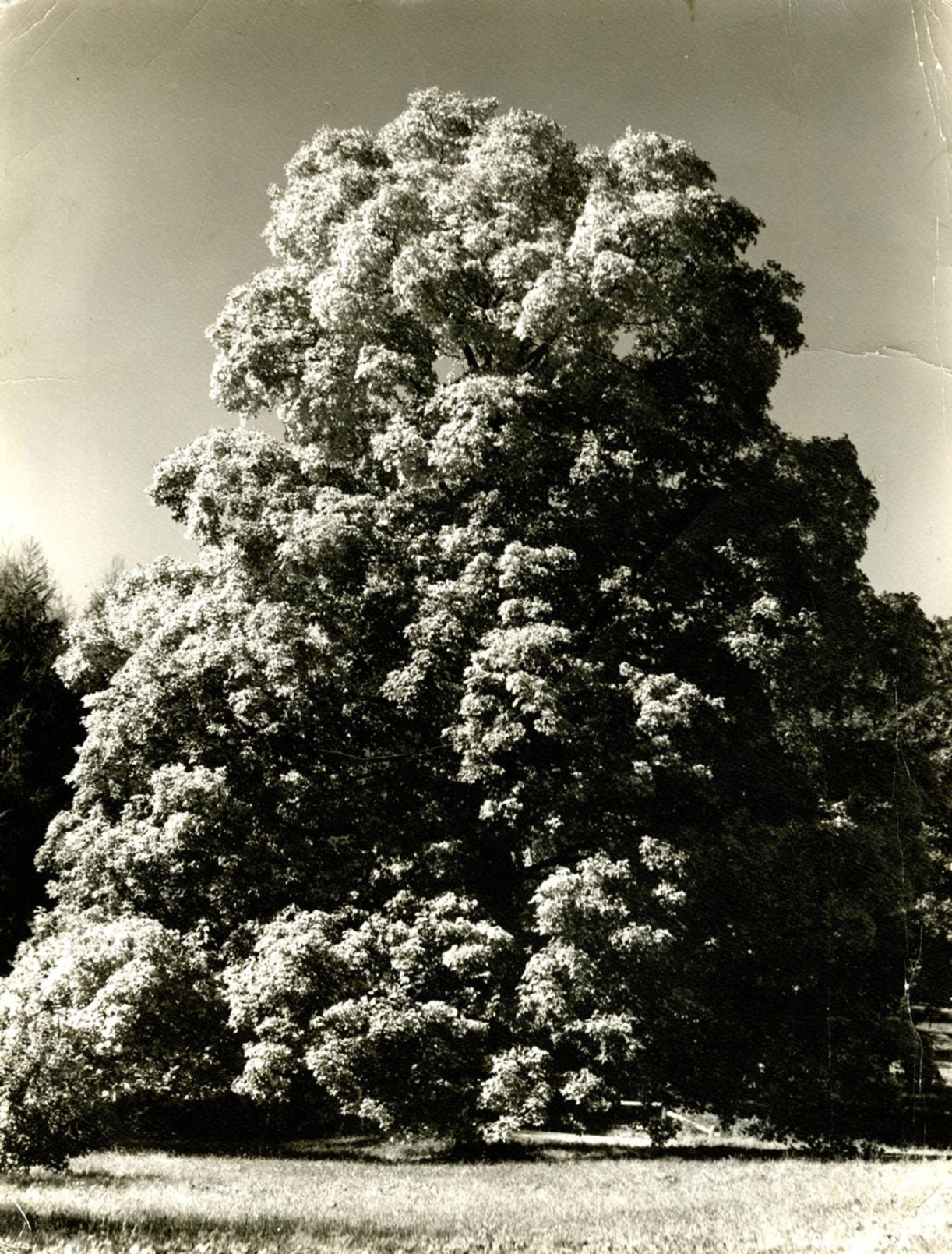 The Morton Arboretum