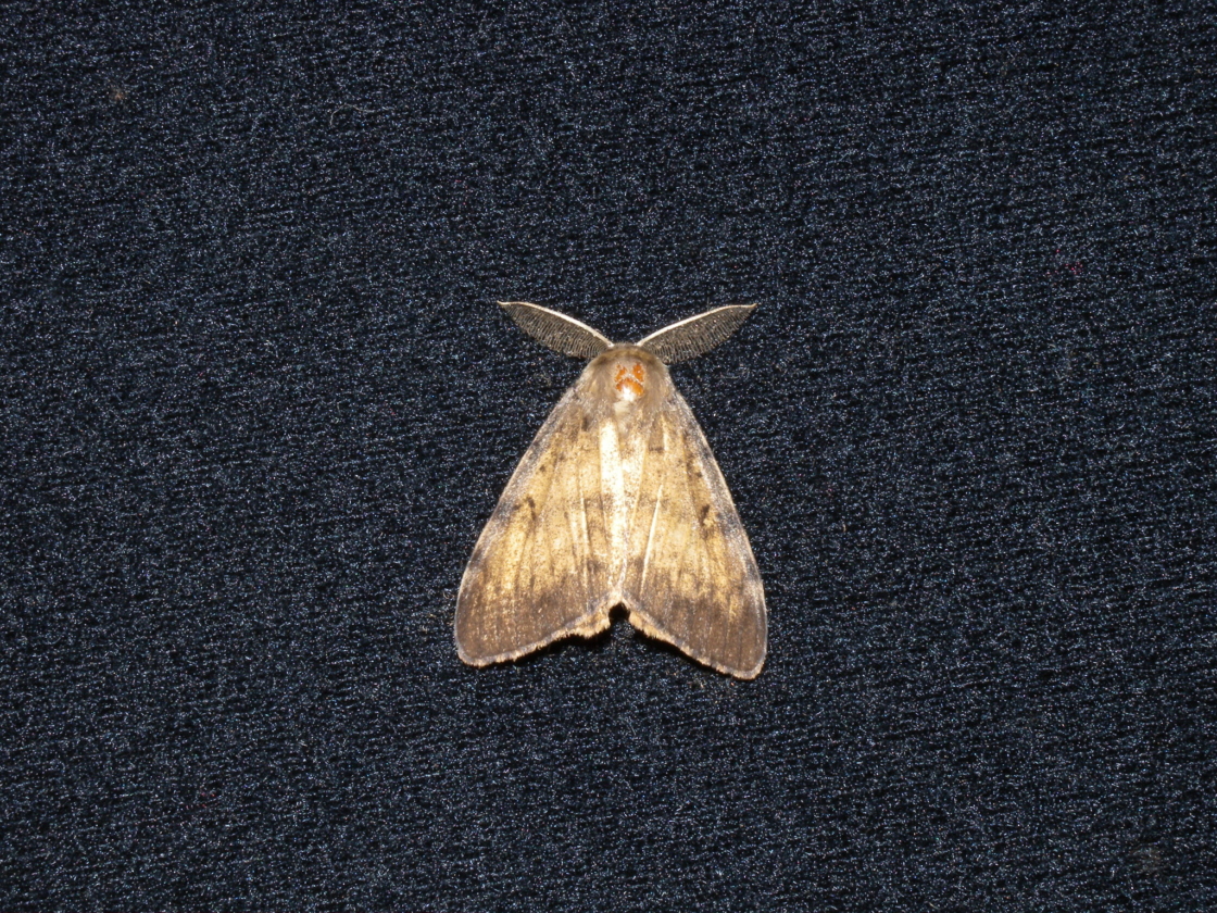 The Morton Arboretum