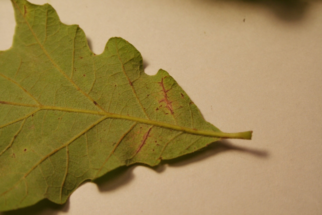 Bur oak blight purple veins