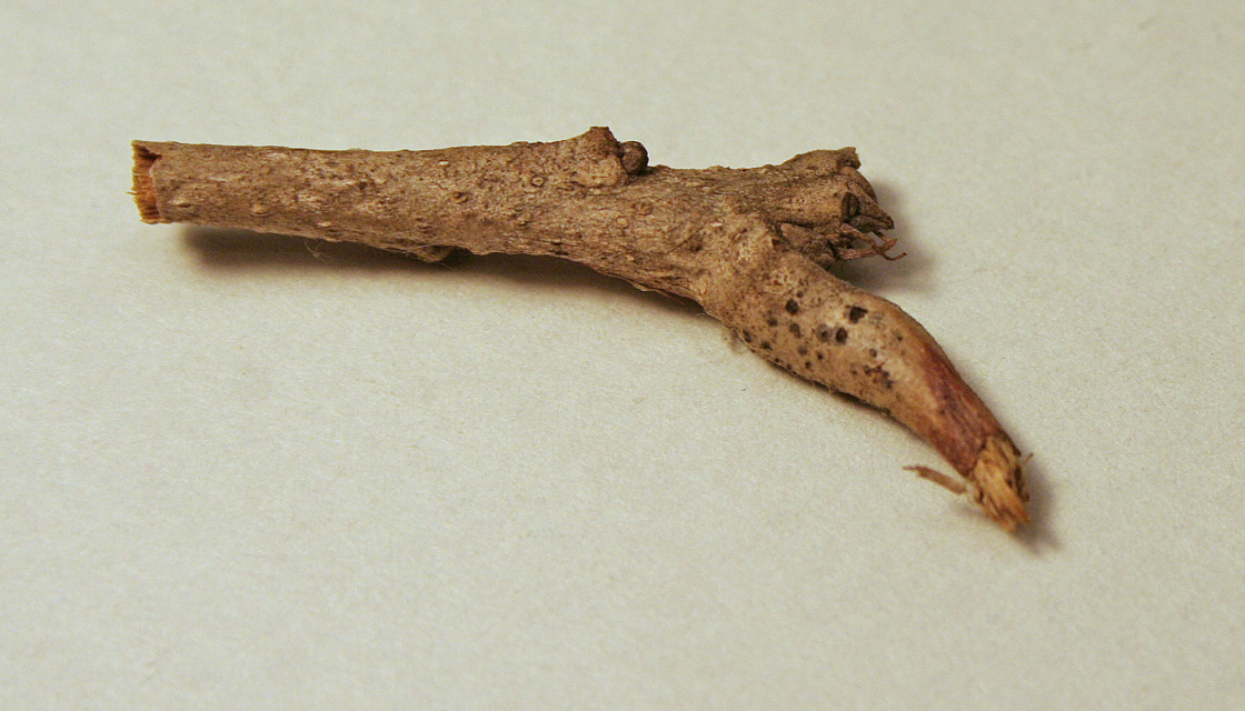 Bur oak blight pustules