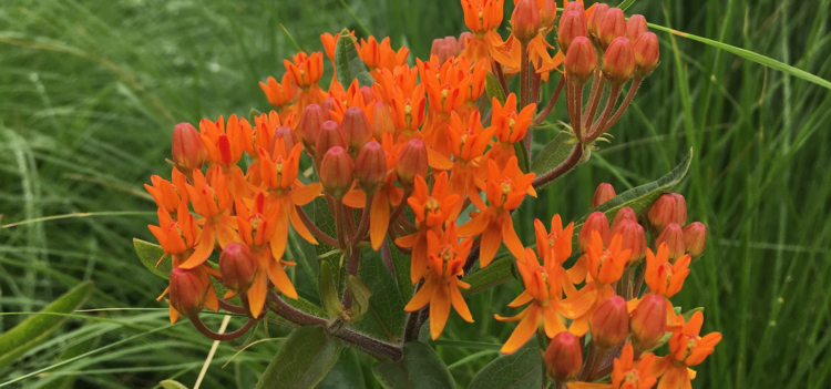 Butterfly Milkweed