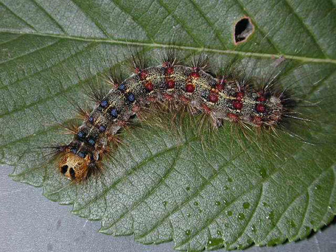 Gypsy moth caterpillar on a leaf