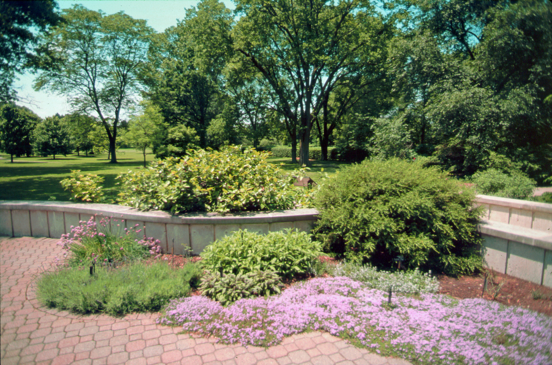 A small herb garden surrounded by pavers with trees in the background.