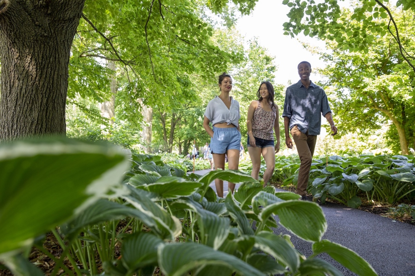 Three people walk through the ground cover garden in summer