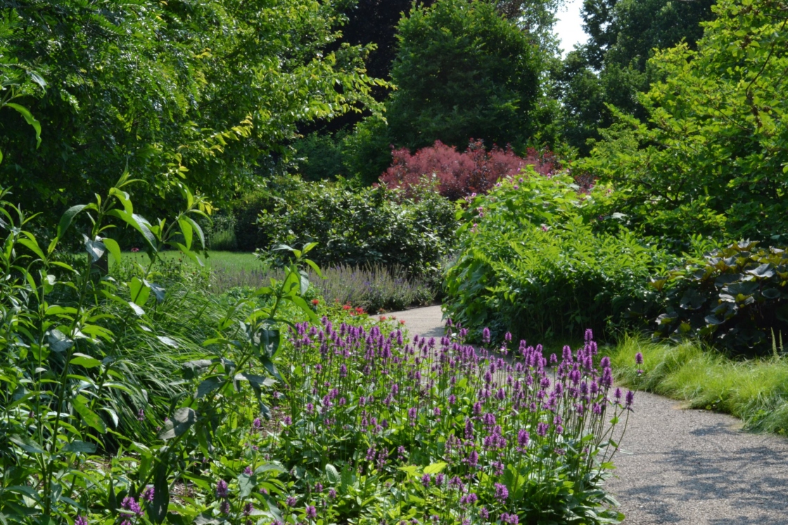 Ground cover garden with flowers in summer