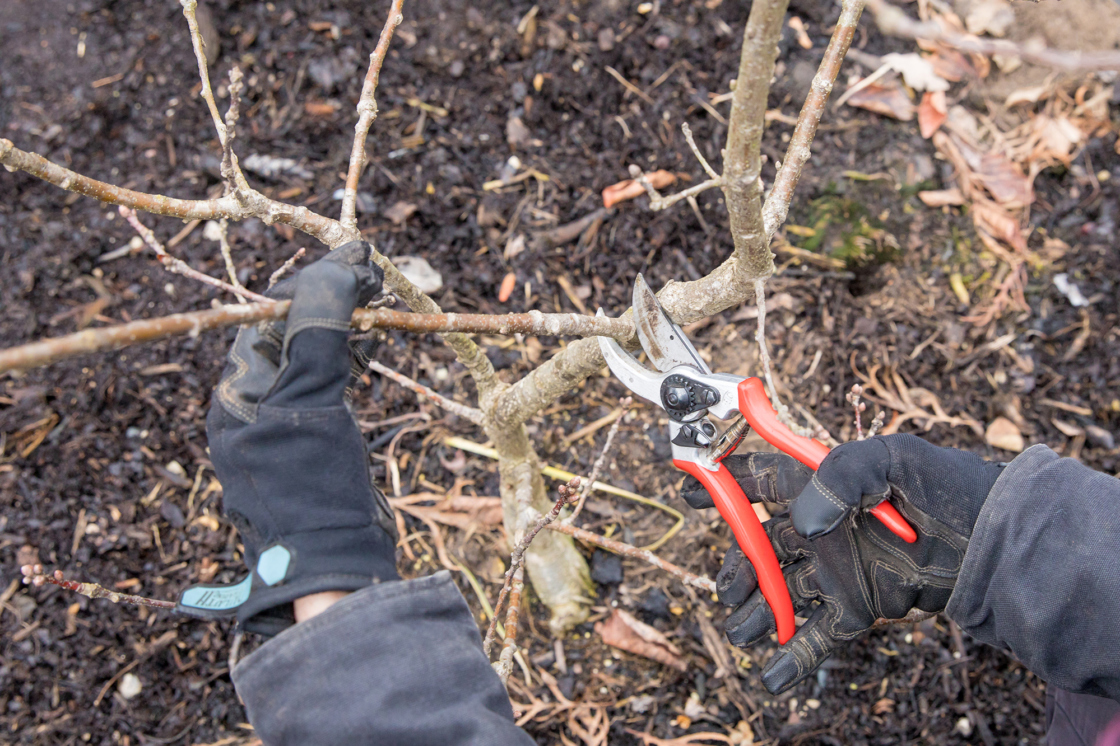 Pruning Deciduous Shrubs | The Morton Arboretum