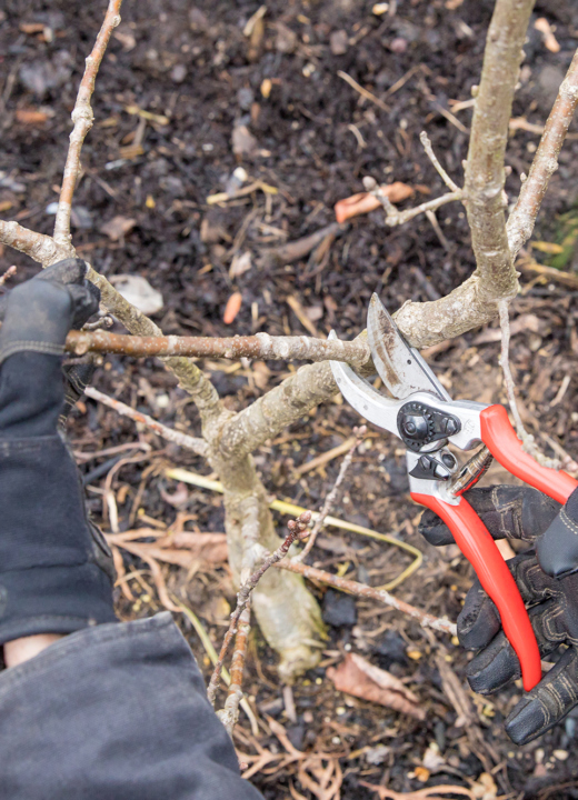 Pruning a shrub