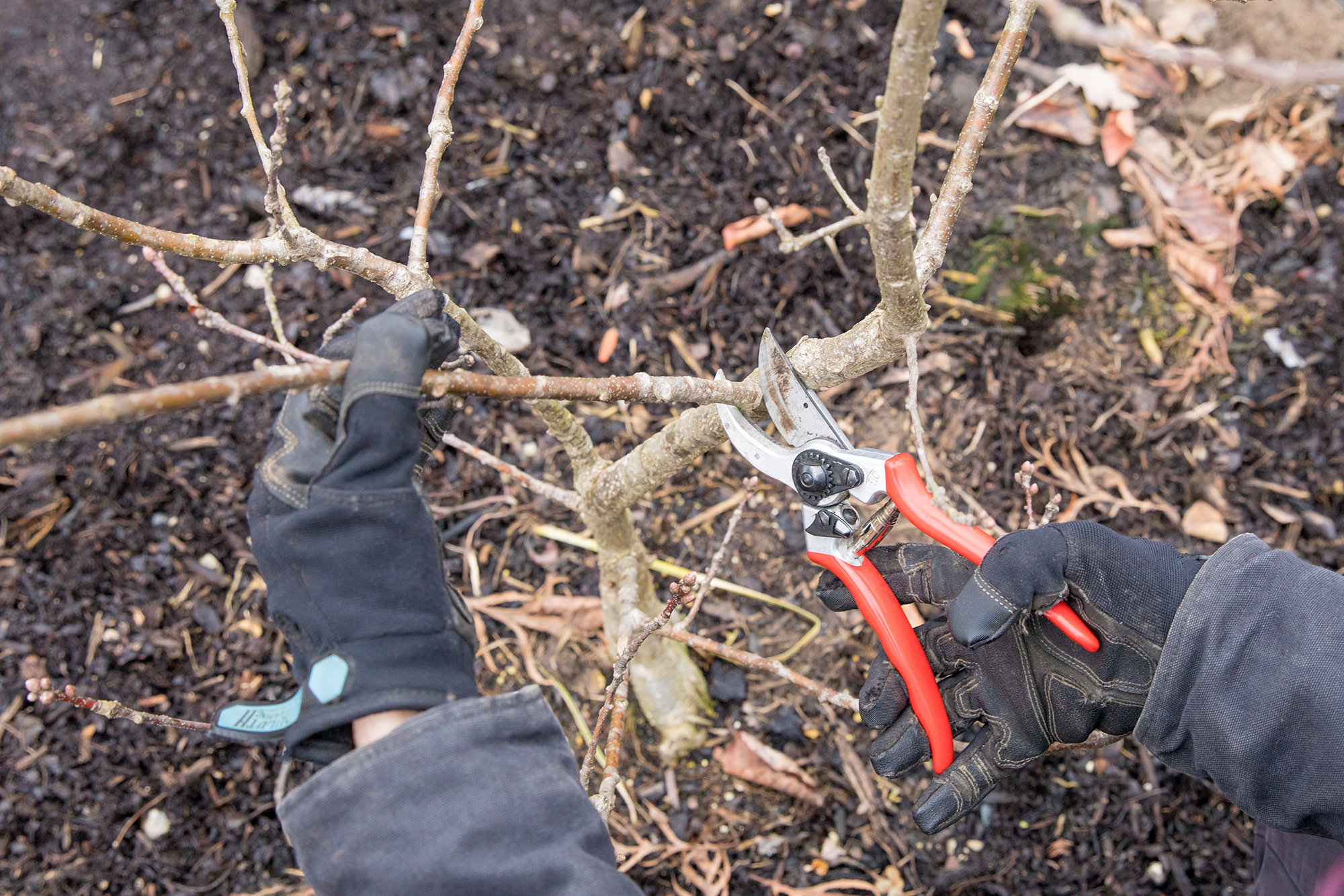 Pruning a shrub