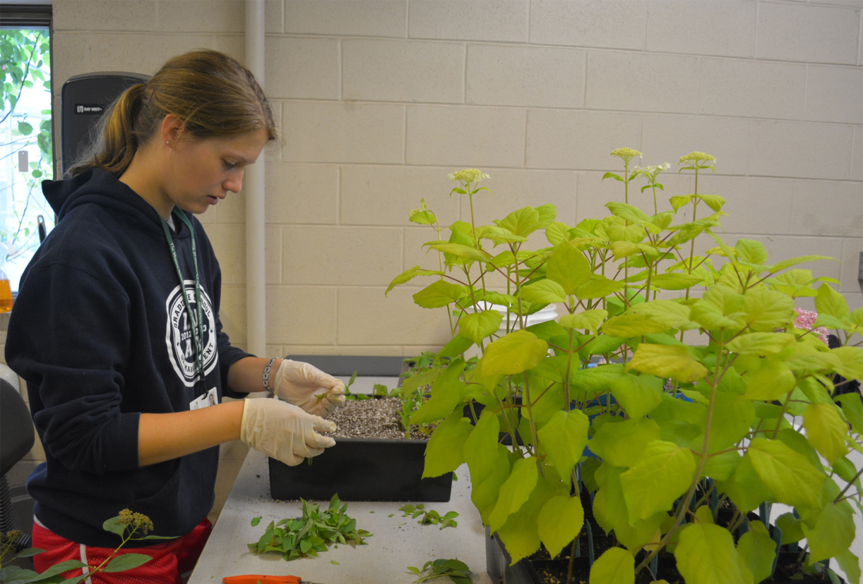 Public horticulture intern trimming a plant