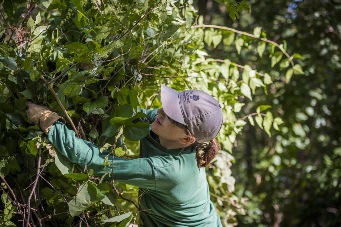 Worker pulling buckthorn