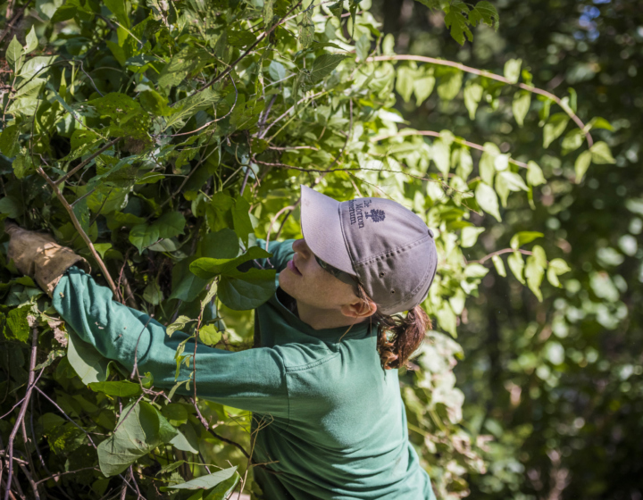Worker pulling buckthorn