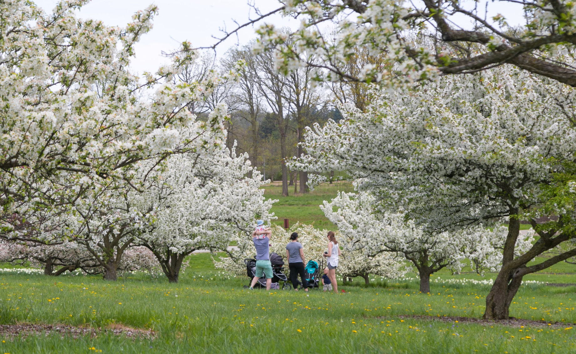 Family with young children take a break to admire blooming crabapples near Crabapple Lake.