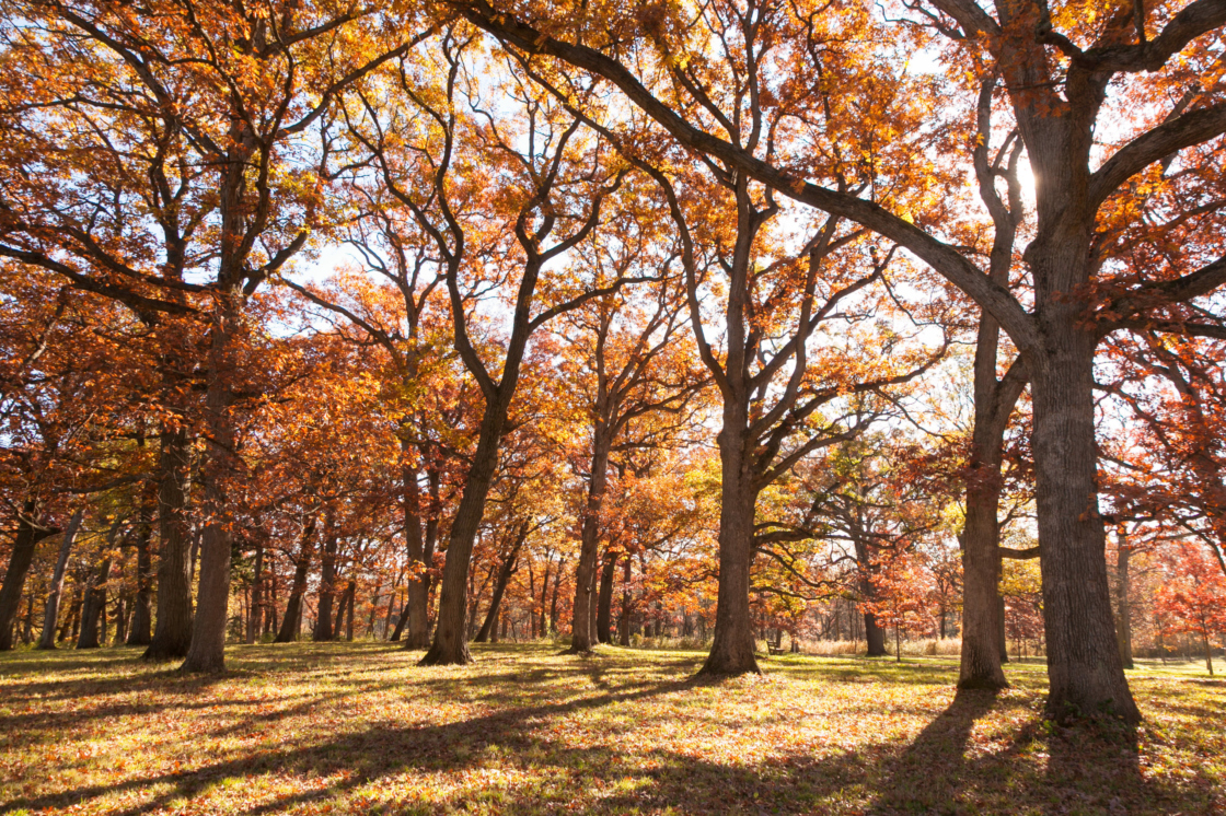 Oak collection in fall