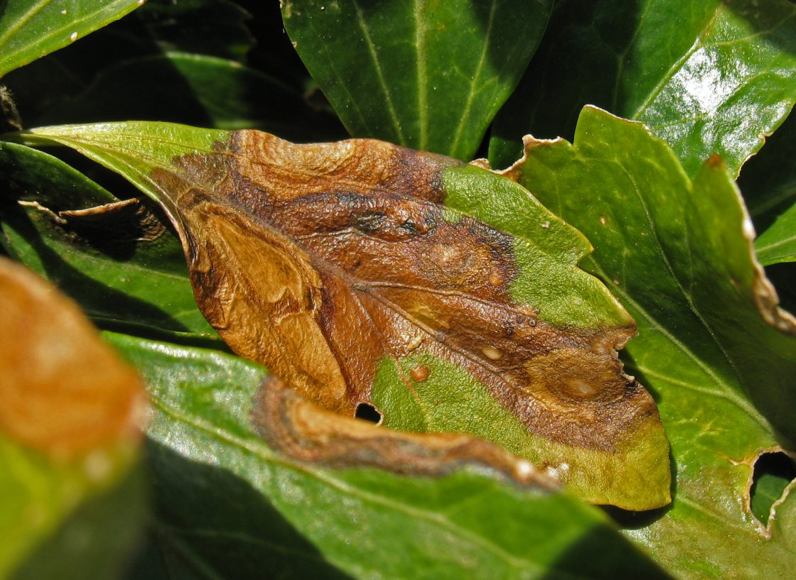 The Morton Arboretum
