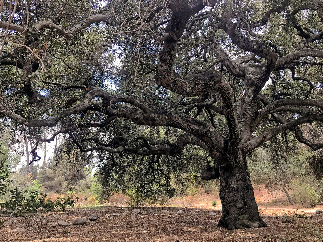 Conservation Gap Analysis of Native U.S. Oaks | The Morton Arboretum