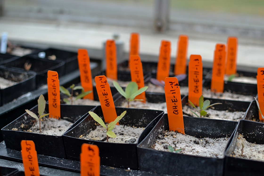 Q havardii seedlings in a greenhouse