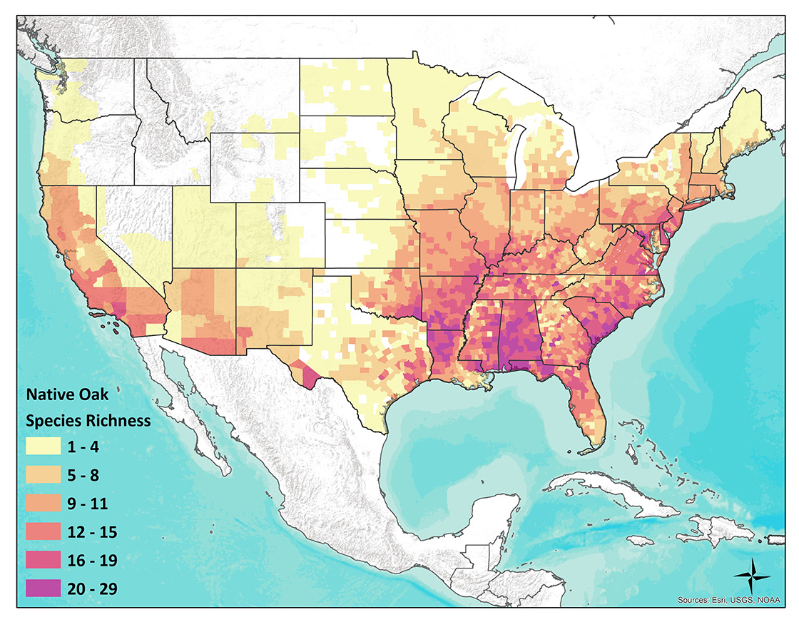 Conservation Gap Analysis of Native U.S. Oaks | The Morton Arboretum