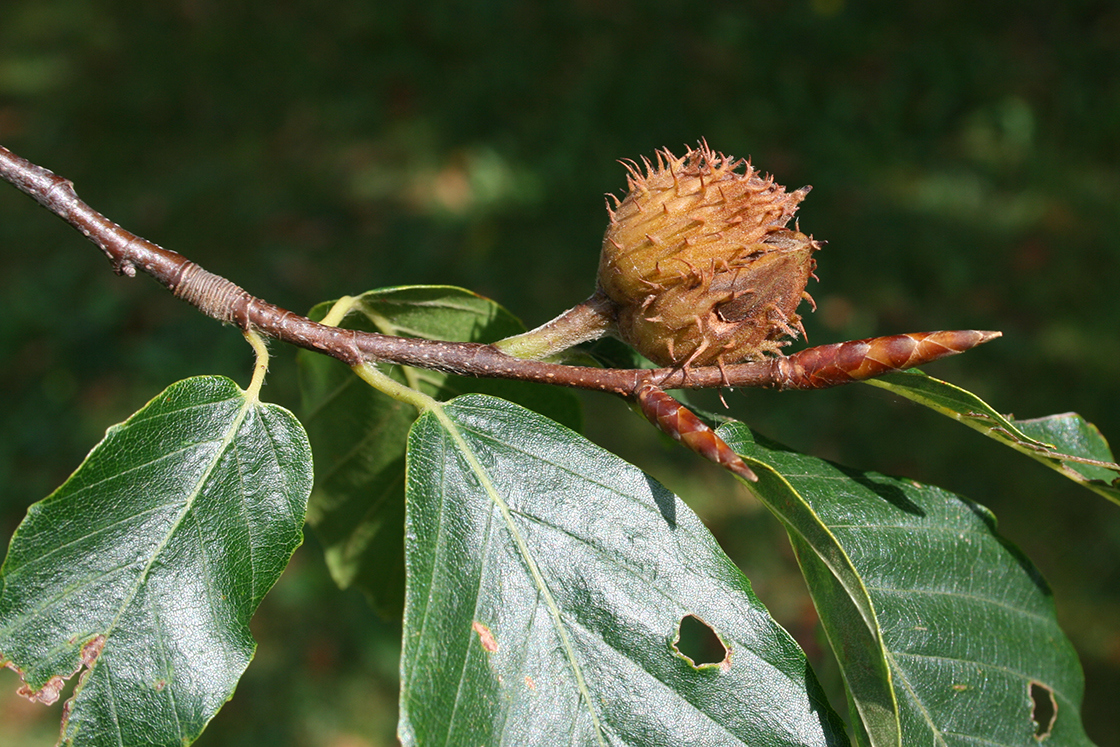 Fagus grandifolia fruit