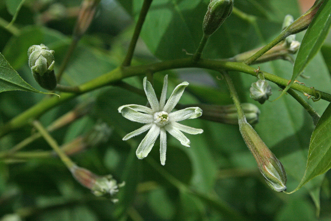 Gymnocladus dioicus flower