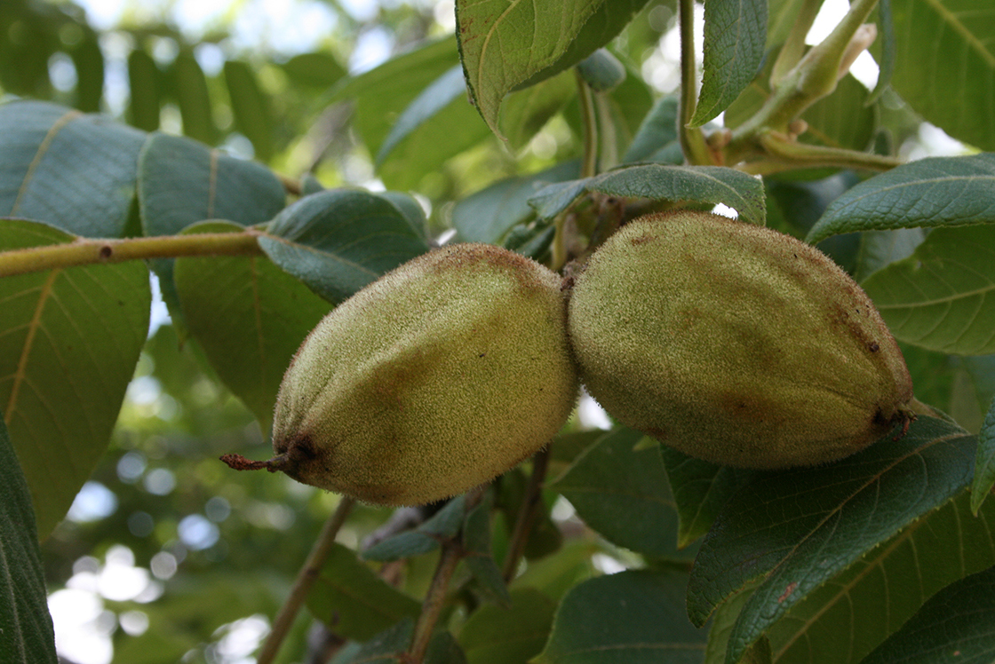 Juglans cinerea fruit