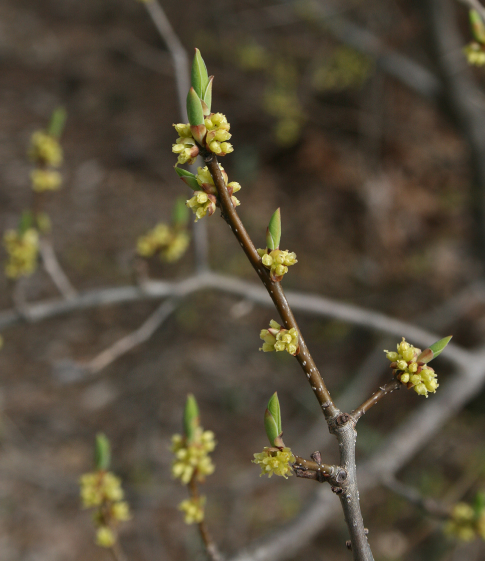 Lindera benzoin flowers