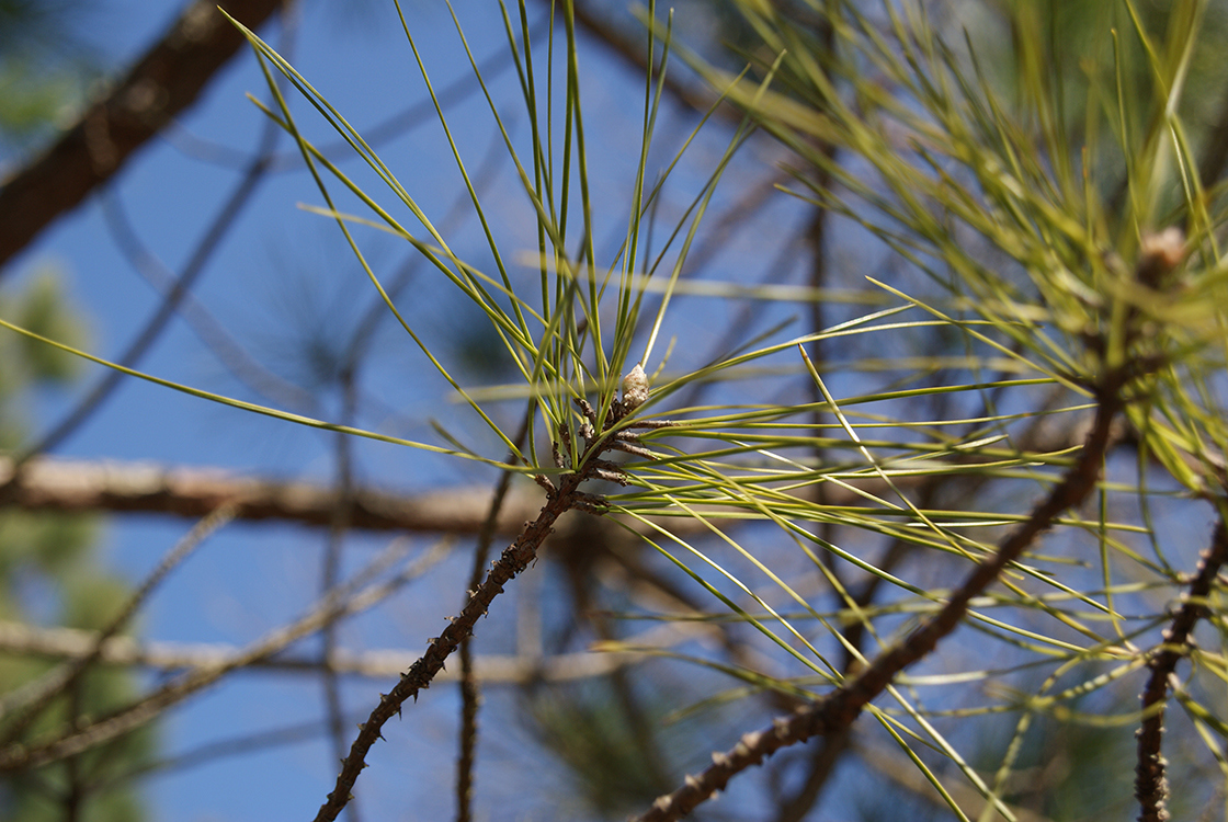 Pinus serotina needles