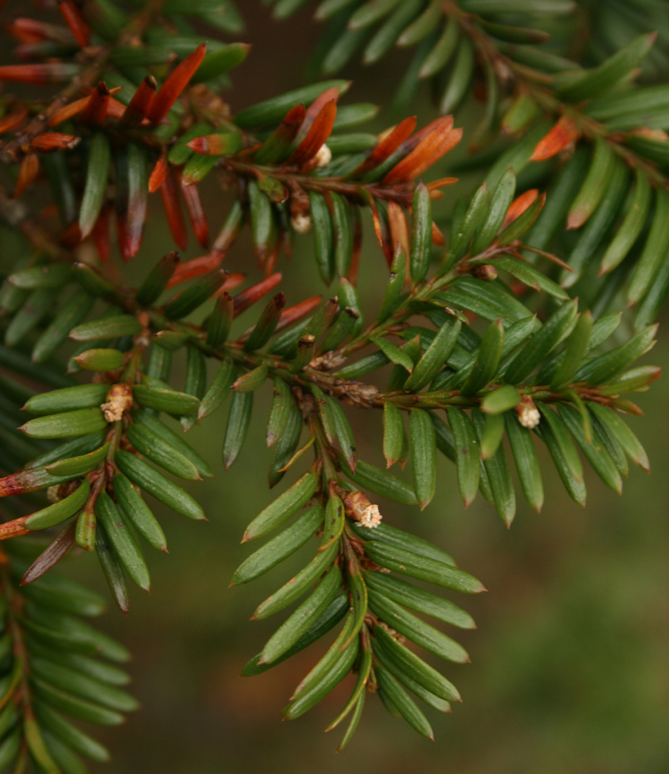 Taxus canadensis needles