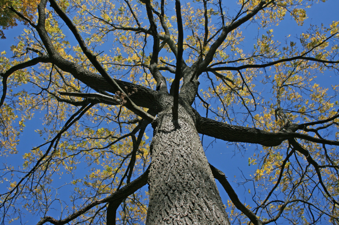 Oak trees are a keystone species, - The Morton Arboretum