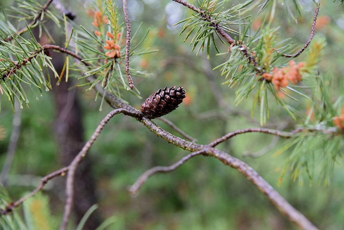 Pinus banksiana cone