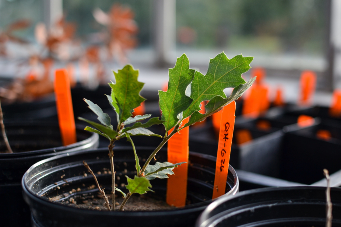Q havardii in a greenhouse