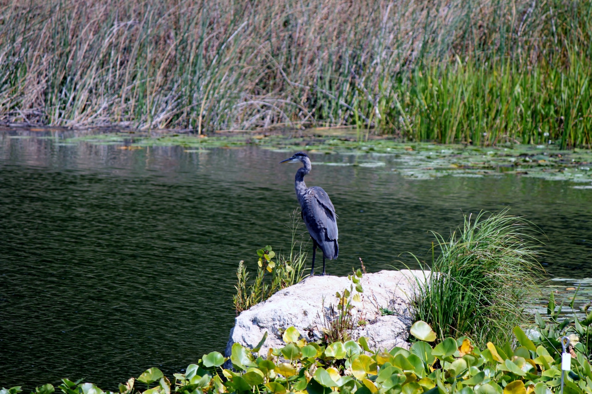 Photo of a heron overlooking a body of water