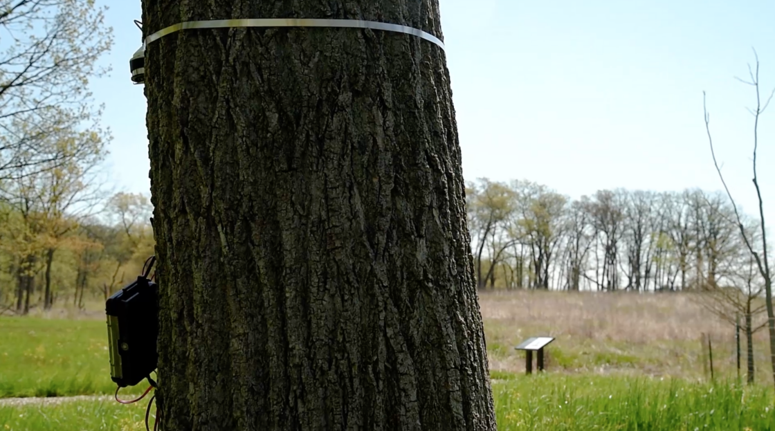 Dendroband on a tree