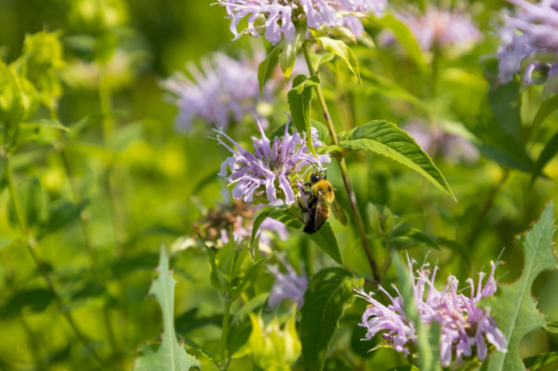 Closeup of bee on a flower