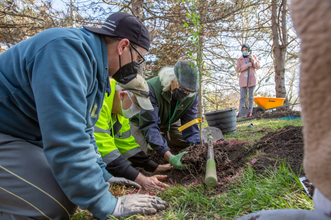 Community planting trees at a school