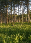 Birch trail in summer