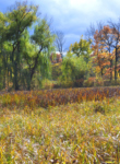 Bur Reed Marsh in fall