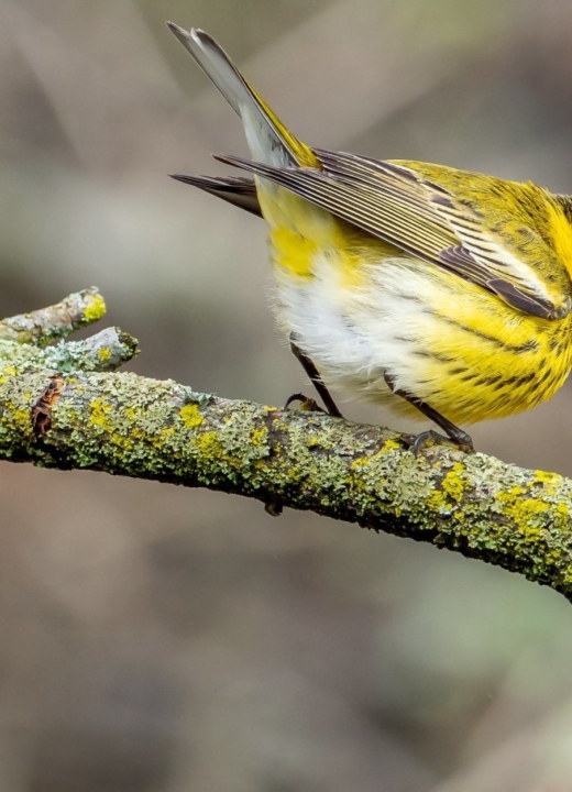 Fall warbler workshop