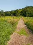 Little-leaved Linden | The Morton Arboretum