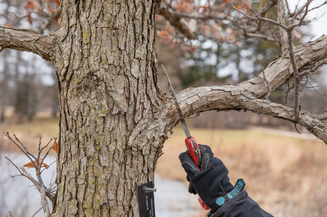 The Morton Arboretum