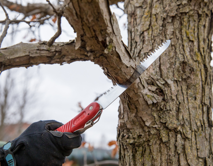 Pruning a tree
