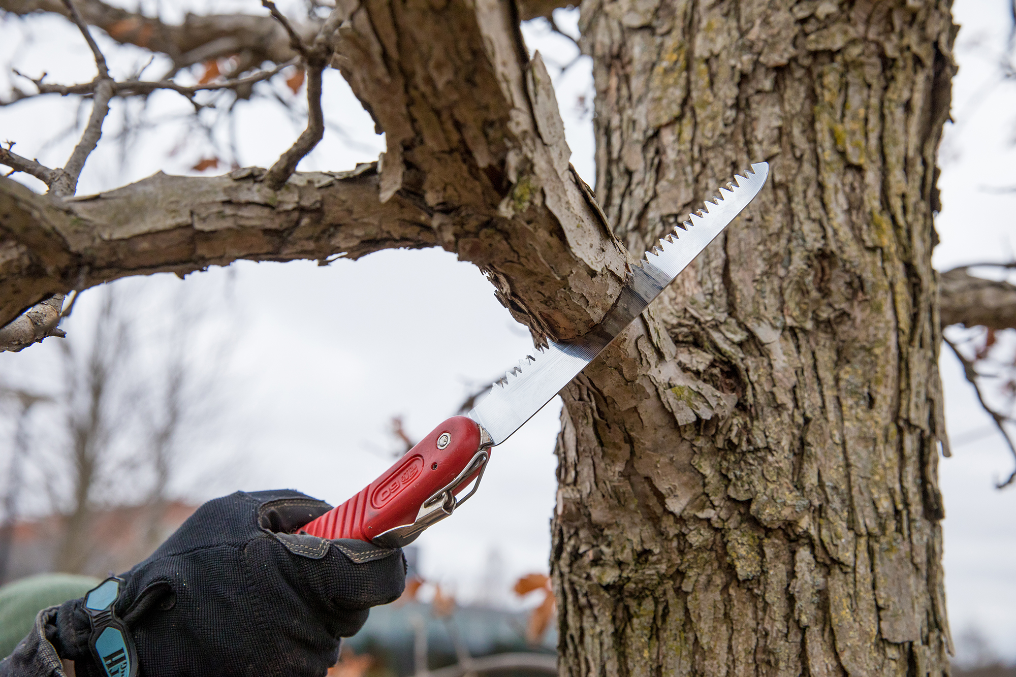 Pruning a tree